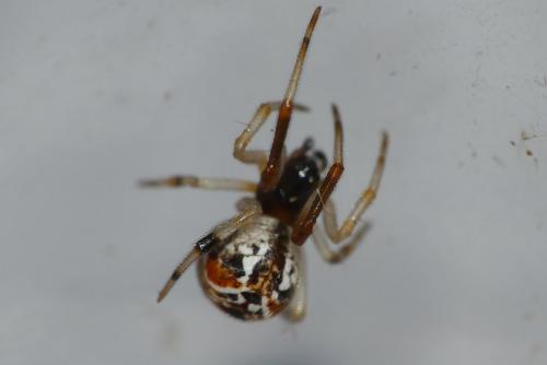 Parasteatoda lunata